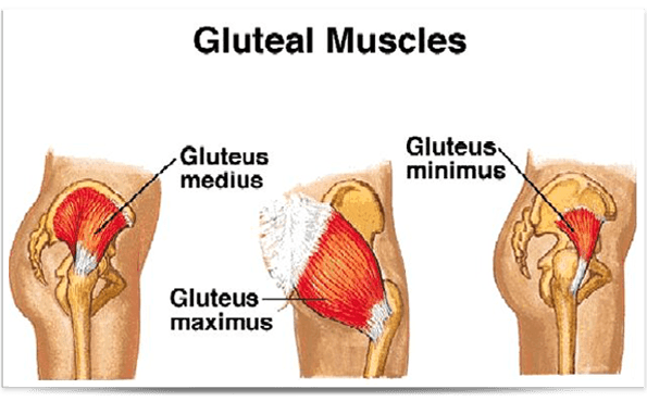 gluteal muscles